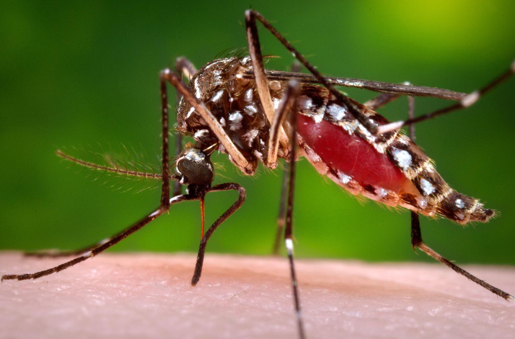 African Scientists Confident GMO Mosquitoes Will Be Game Changer In