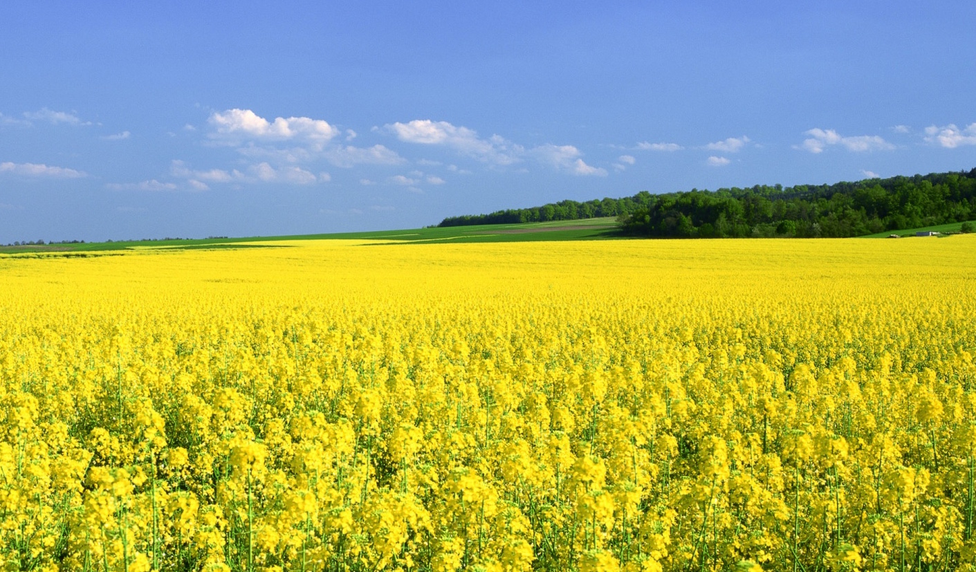 GMO mustard in India nears approval Alliance for Science