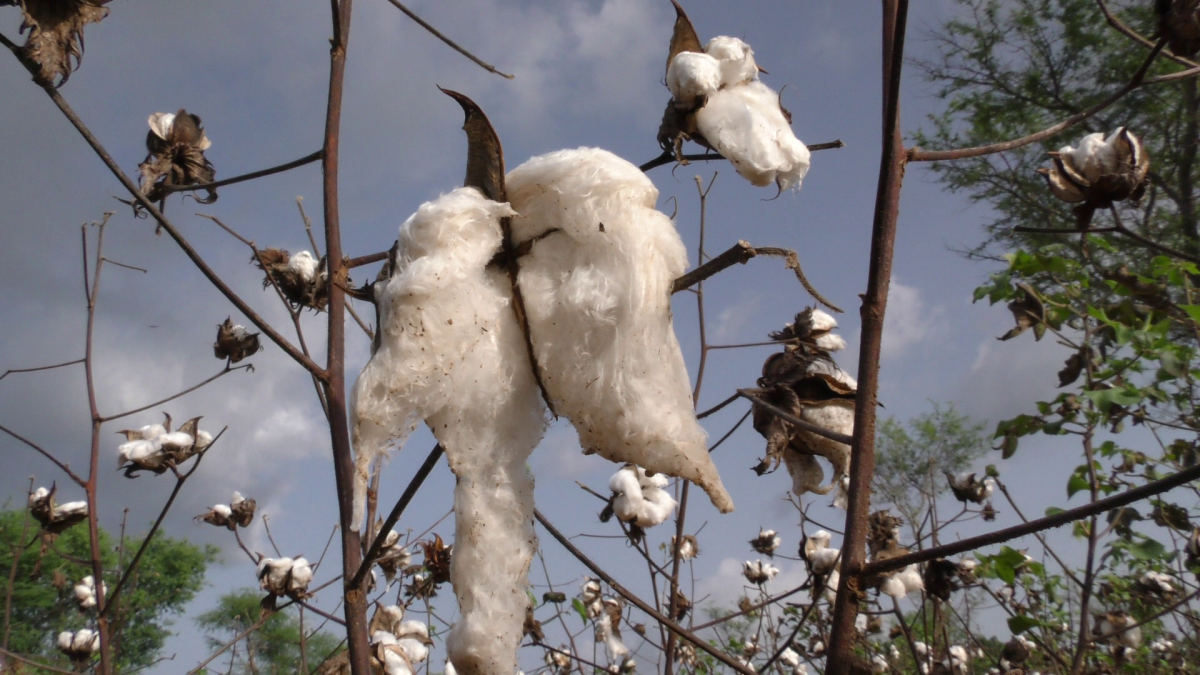 A cotton farm in Burkina Faso. Photo by Joseph Opoku Gakpo