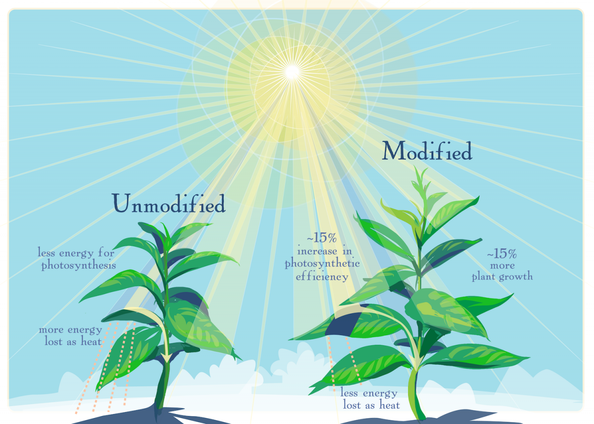 What are GM crops and how is it done?