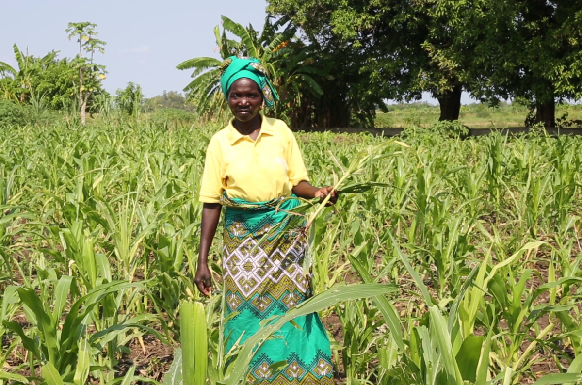 WEMA maize shows resistance to destructive fall armyworm pest ...