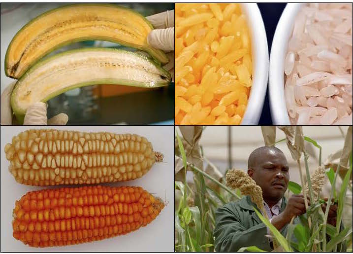 genetically modified food examples