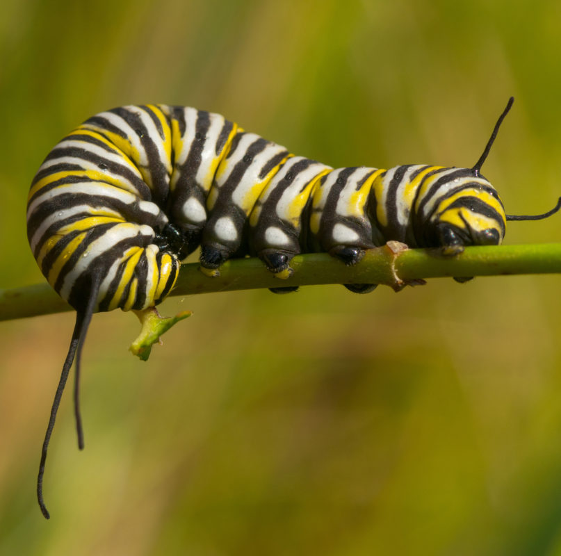 Monarch caterpillar. Photo: Joshua Mayer/Flickr