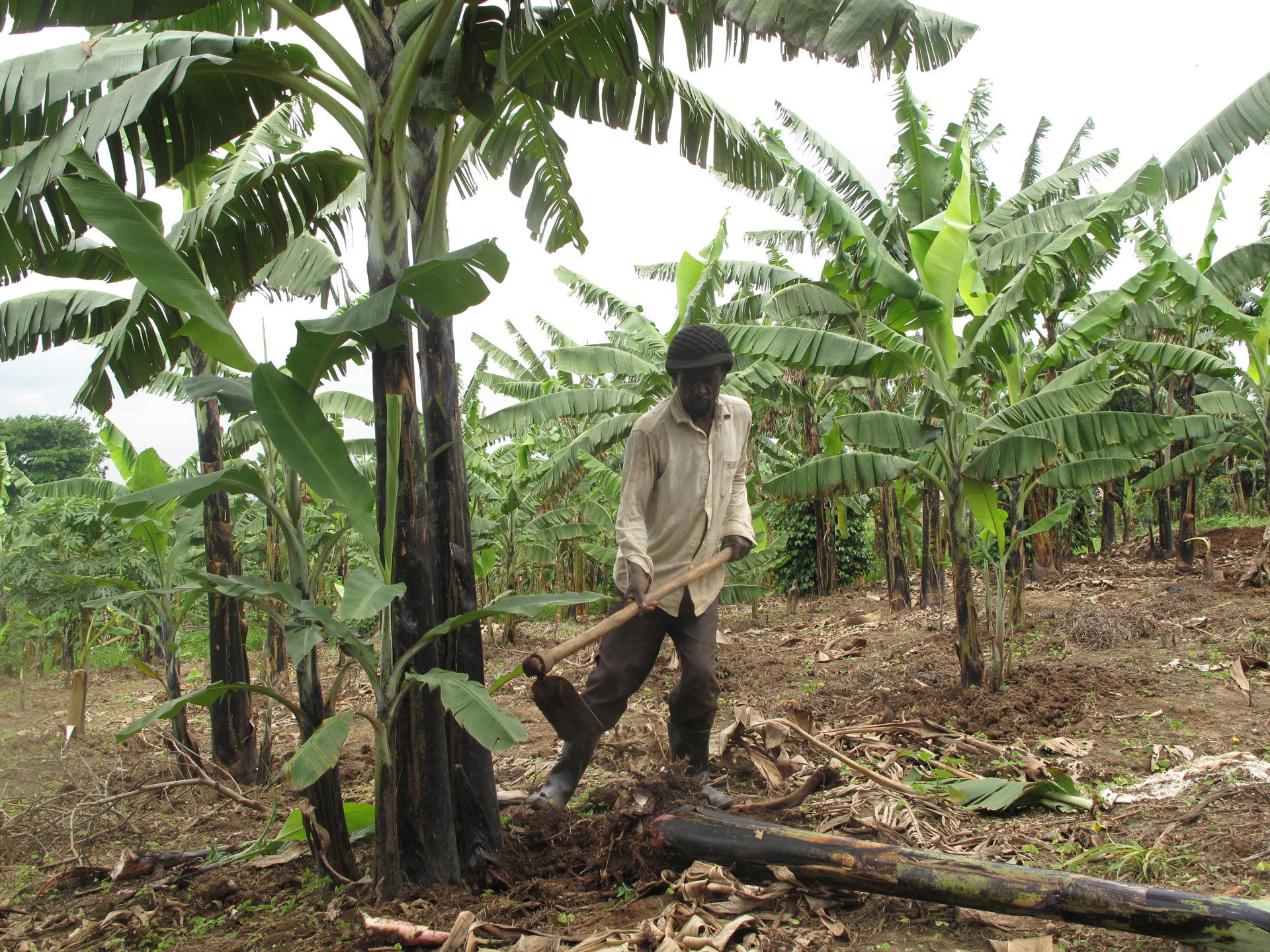 why-traditional-agricultural-practices-can-t-transform-african