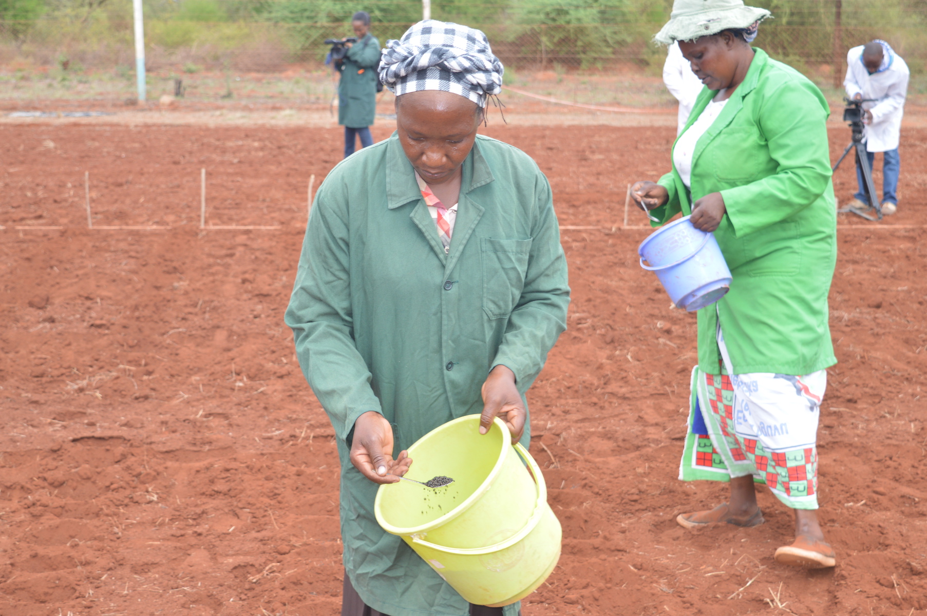 Kenya plants demonstrations of insectresistant GMO maize Alliance