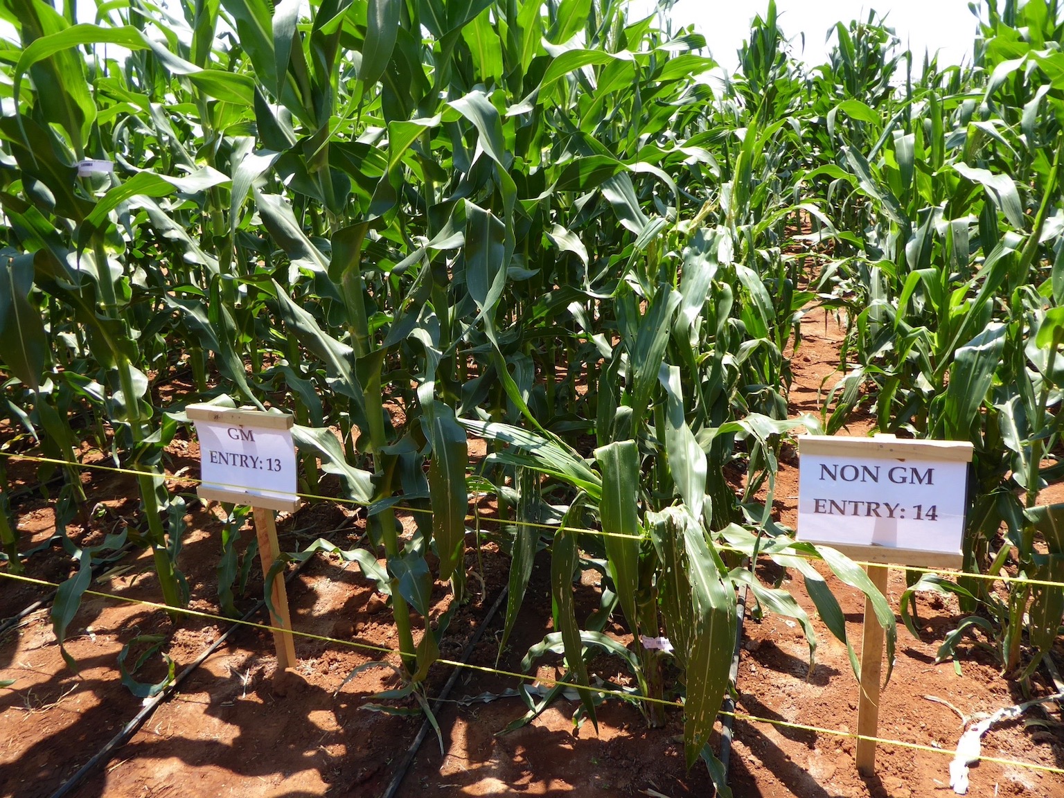 GMO Research Not Banned In Tanzania Official Confirms Alliance For   P1000077 