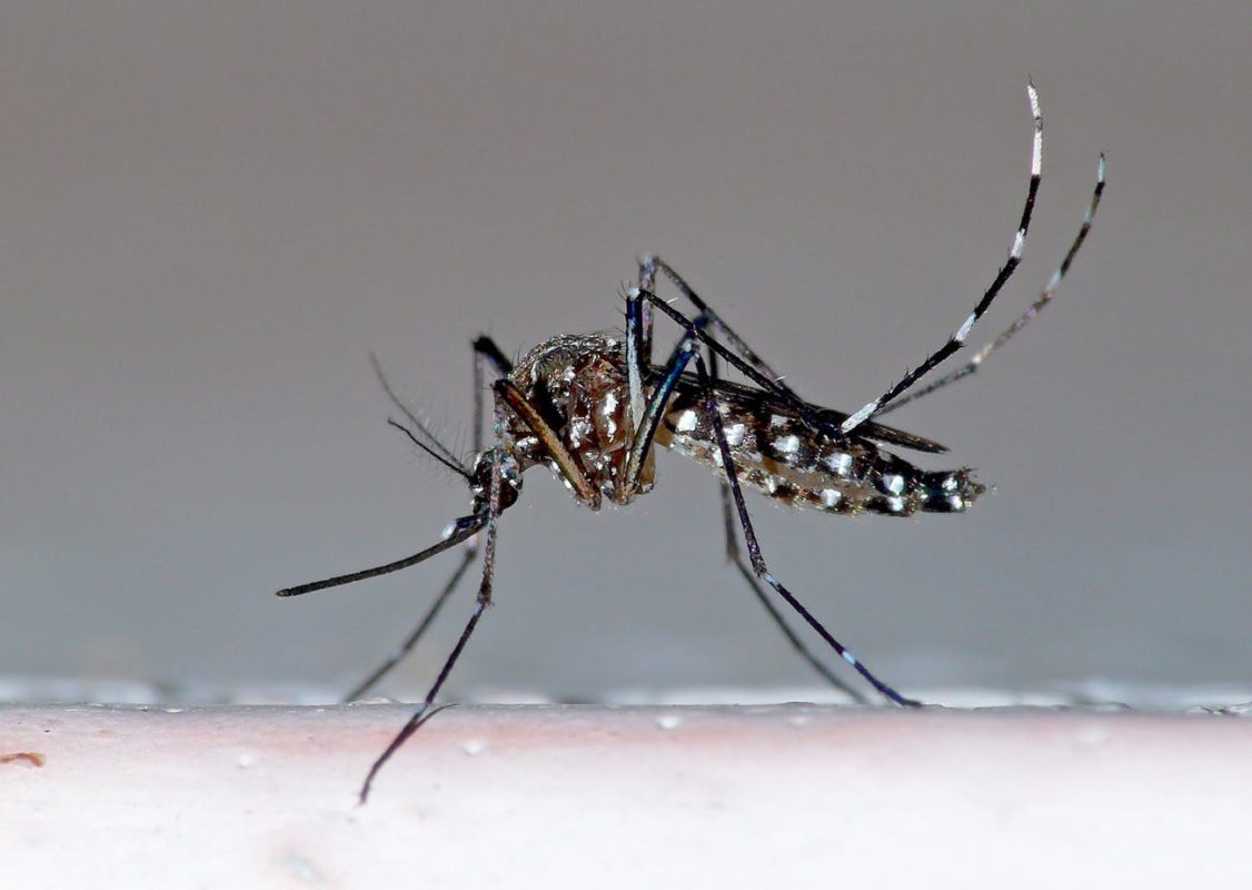 Gene drive Emerging mosquito threats in Africa call for new