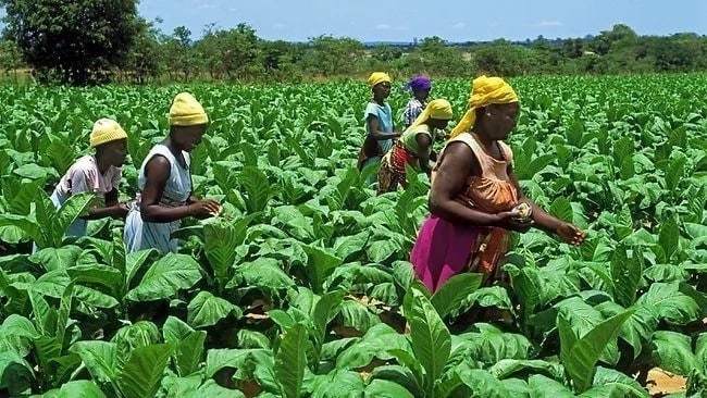 Ghana’s parliament gives GMO crops a boost - Alliance for Science