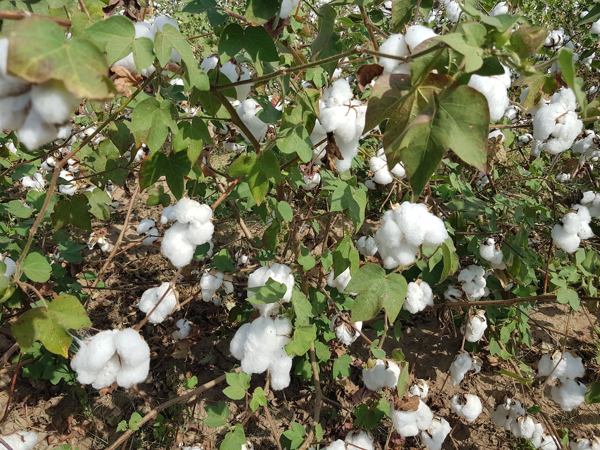 BT Cotton Expected to Boost Cotton Production in Kenya - Talk Africa