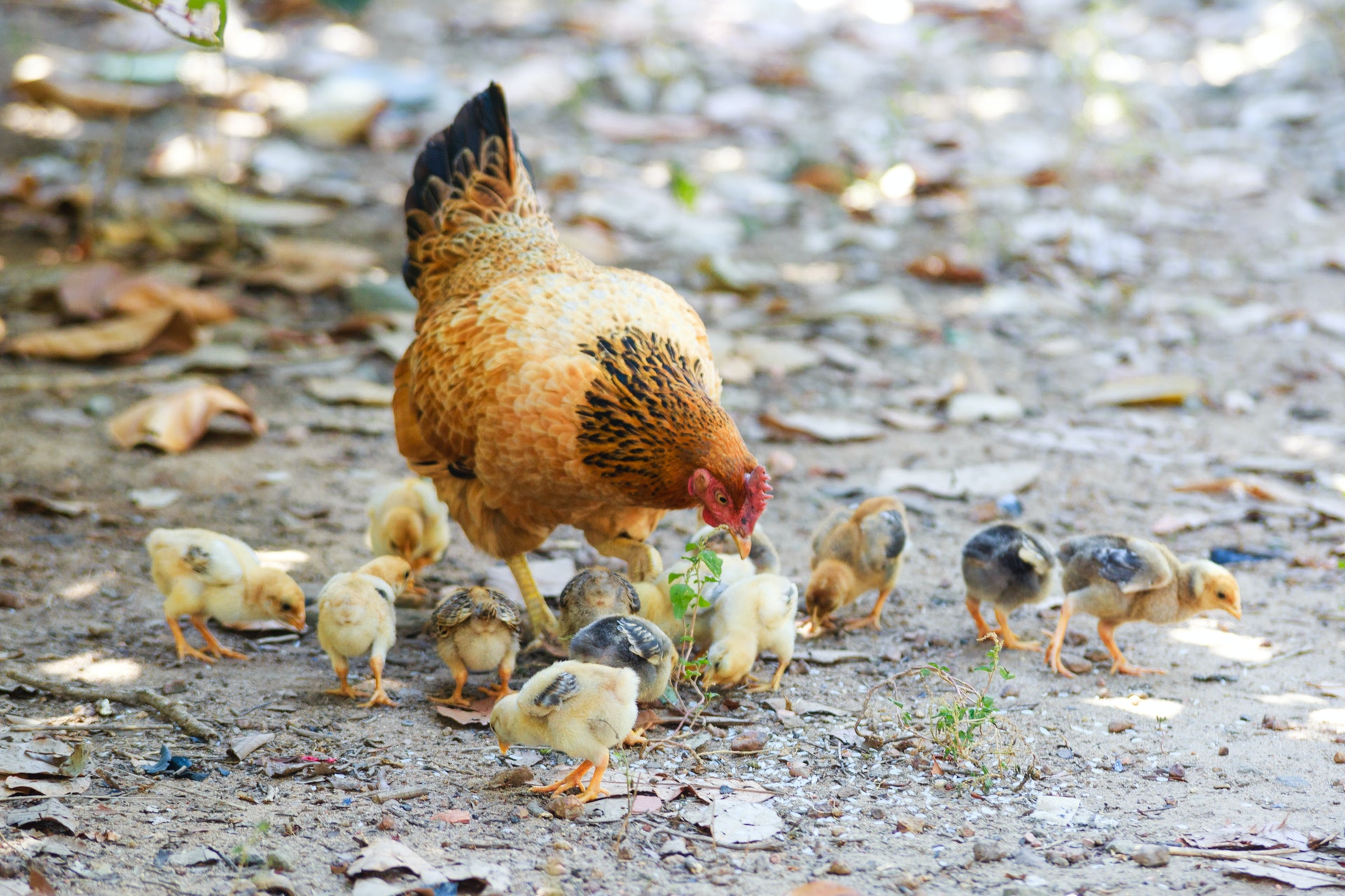 In first, Israeli scientists program hens to lay eggs that carry only  female chicks