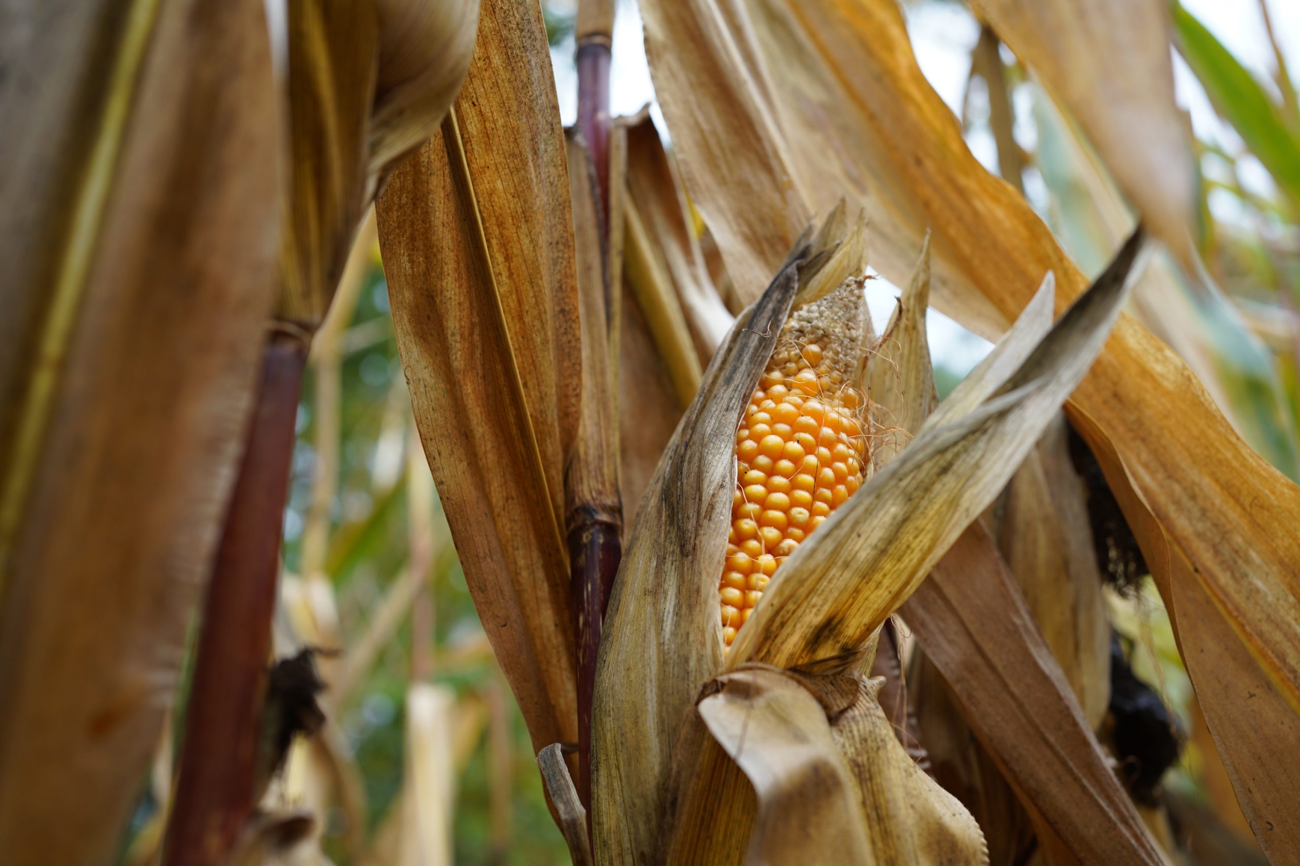 Brazil approves environmentally 'Friendly' GM tool for controlling fall ...