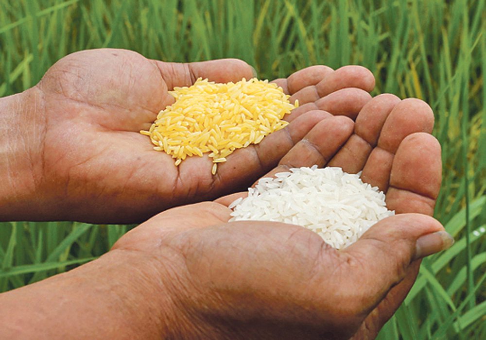 golden rice genetic engineering