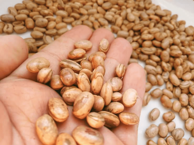 GMO bean benefits Brazil's consumers and smallholder farmers - Alliance ...