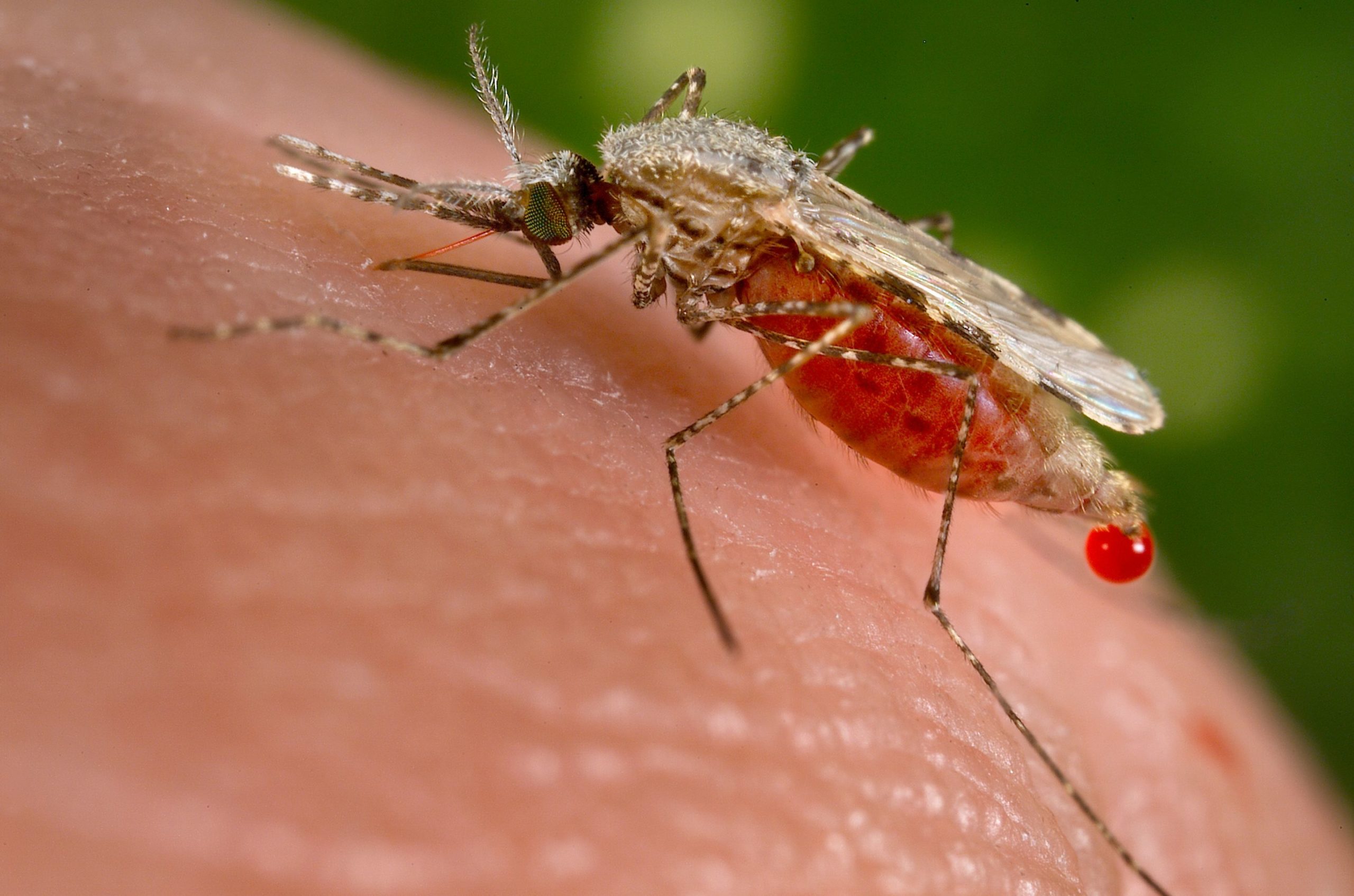 Oxitec Expanding GMO Mosquito Trials In Bid To Control The Spread Of ...