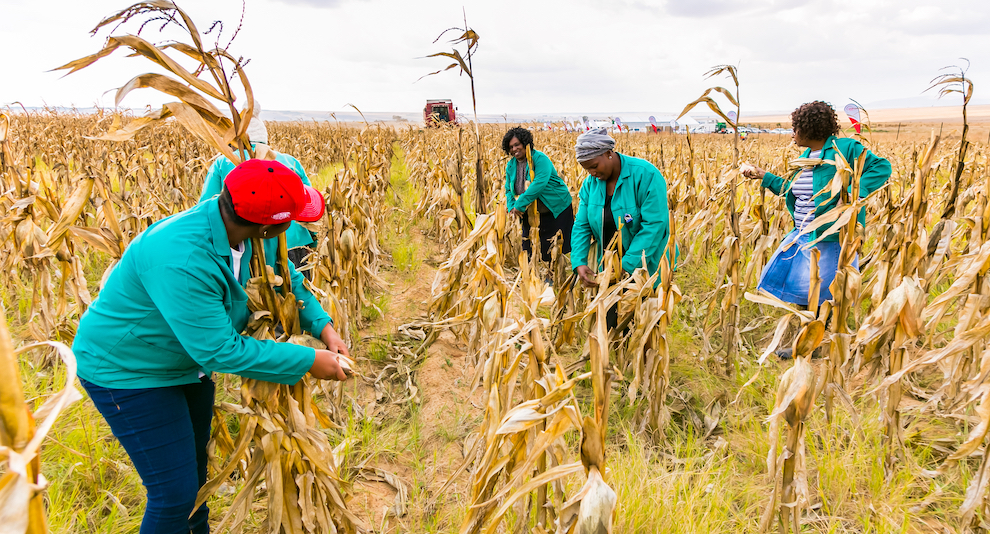 China To Adopt Genetically Modified Maize And Soy: Why It Matters For ...