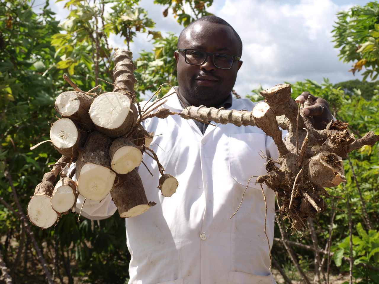 GM CASAVA Approved in Kenya