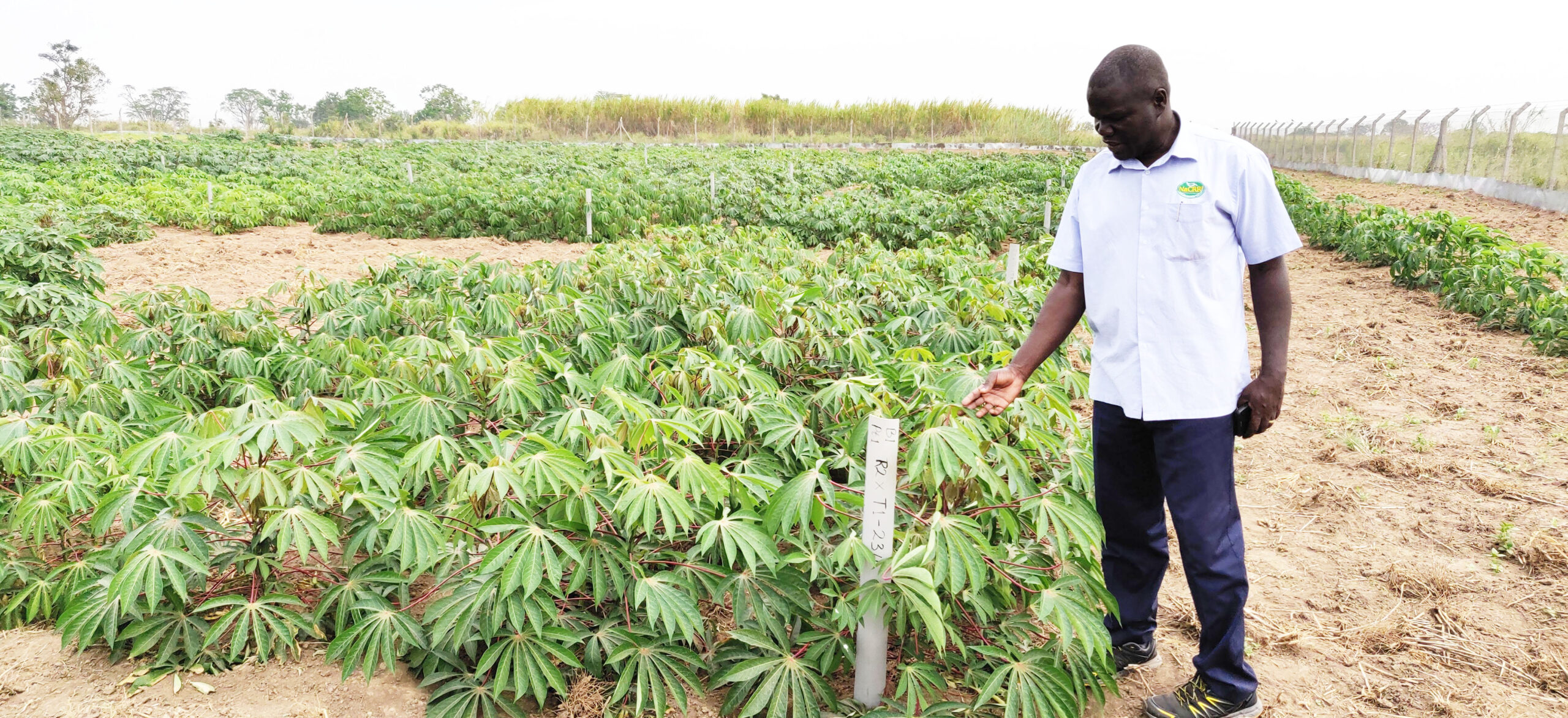 Despite obstacles, Ugandan scientists continue to advocate for GM crops and improved seeds.