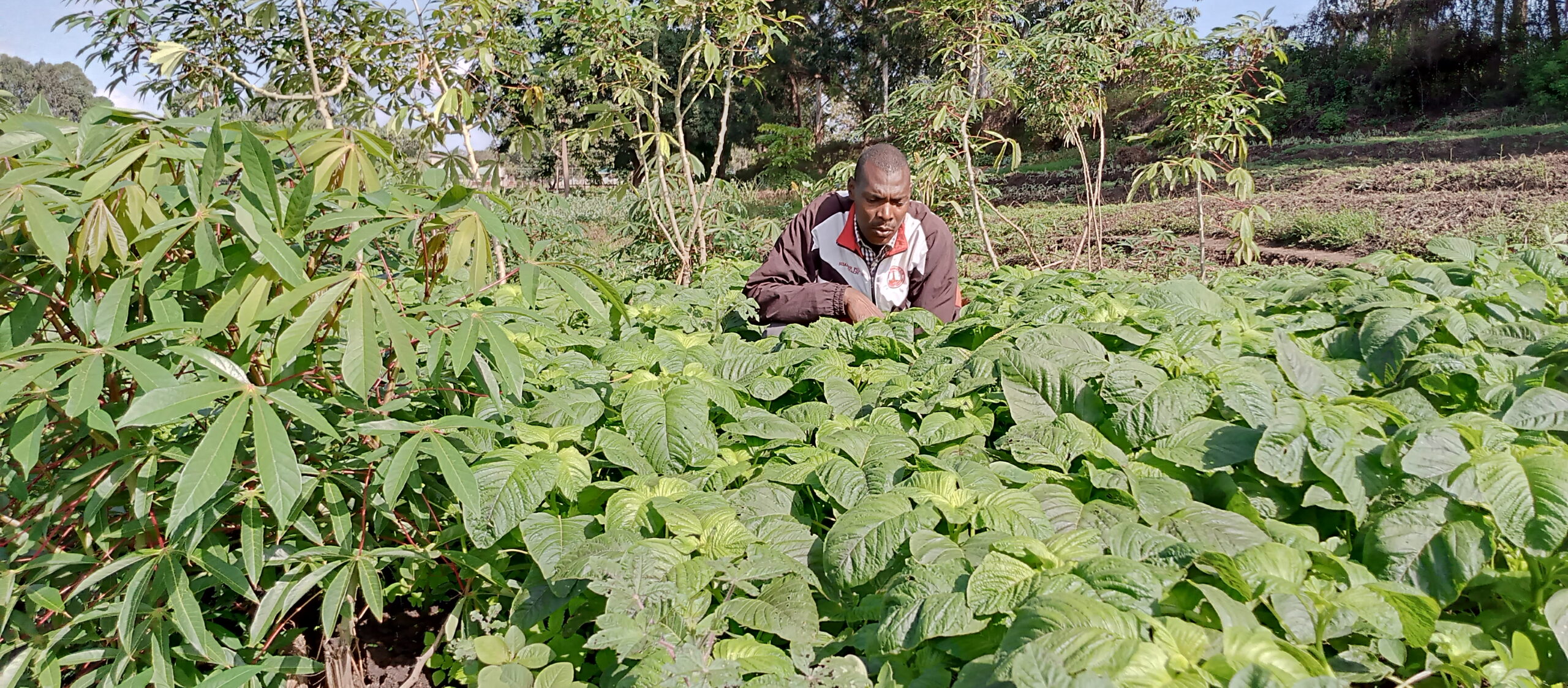 A smallholder farmer who practices mixed cropping, tending to vegetables on his farm in Kiambu, Kenya. [Tony Malesi]