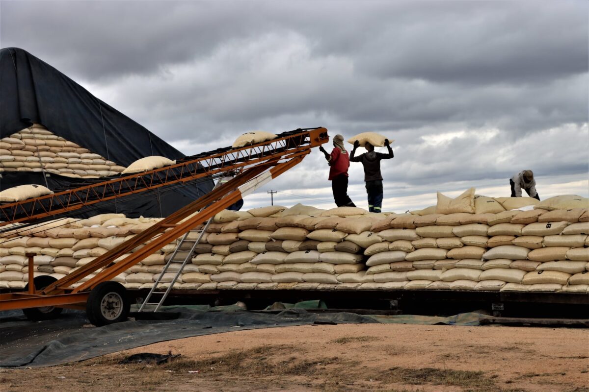 Malnutrition persists in Zimbabwe despite biofortification of crops and ...