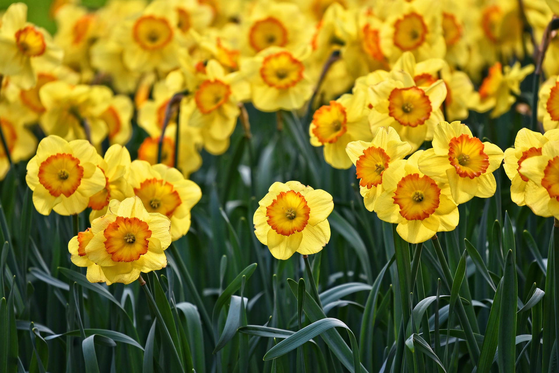Daffodils and climate change article
