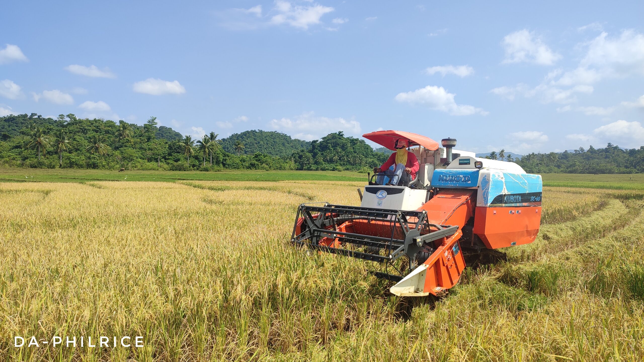 From potential to progress: Latest developments in Golden Rice ...