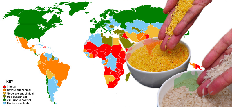 golden rice genetic engineering