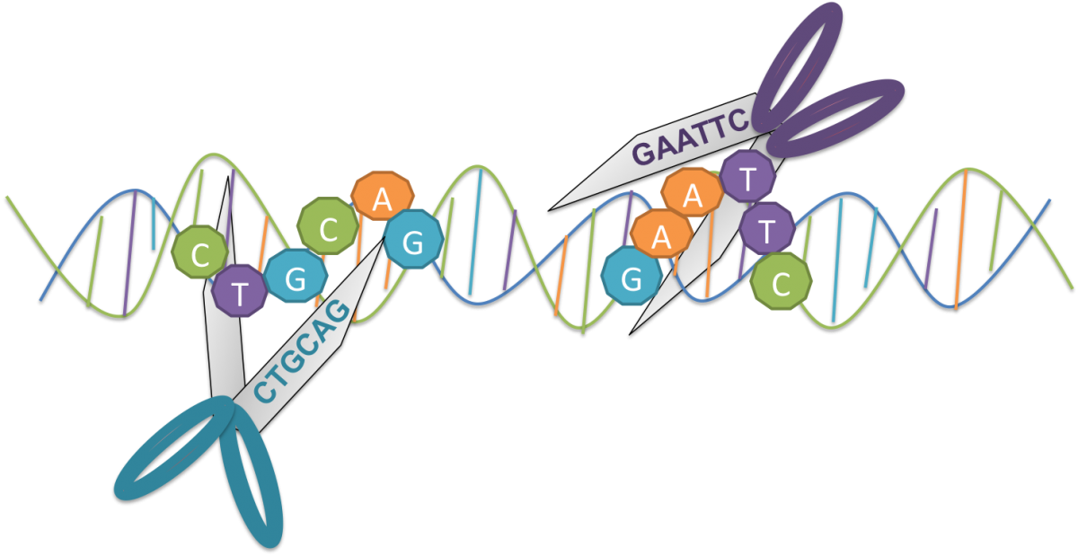 which-type-of-restriction-enzymes-are-used-in-recombinant-dna-technology