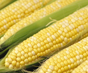 gmo corn