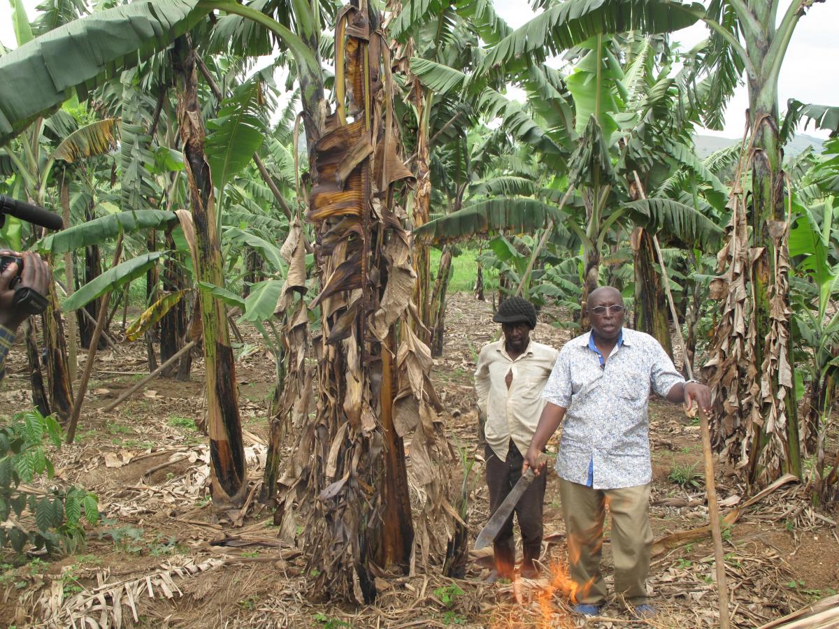 Uganda biotech law opens door to disease-resistant GMO crops - Alliance ...